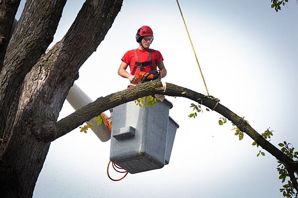 How Our Tree Care Process Works  in Old Saybrook Center, CT